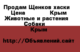 Продам Щенков хаски › Цена ­ 15 000 - Крым Животные и растения » Собаки   . Крым